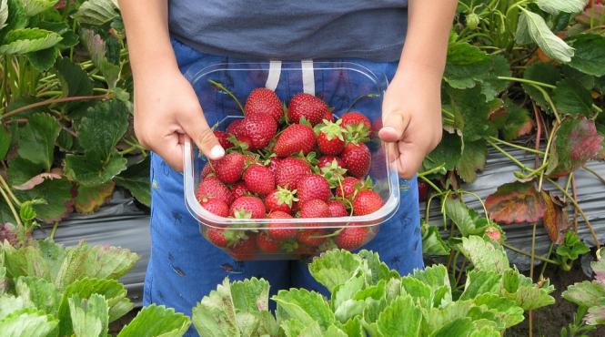 olt 800 de locuri de munca disponibile in spania la recoltarea capsunilor