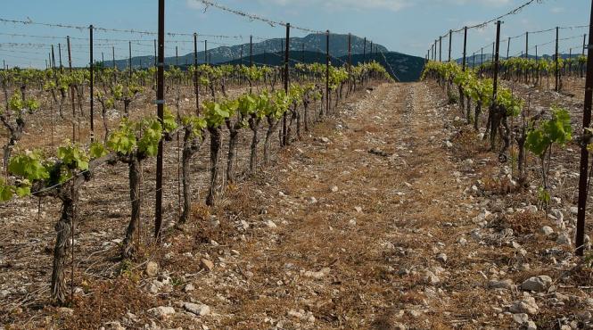 tulcea culturi de vita de vie calamitate in proportie de 100