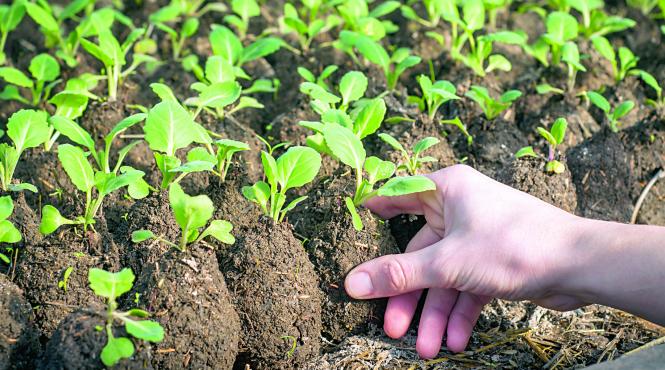 semintele de legume si fructe mai scumpe decat aurul