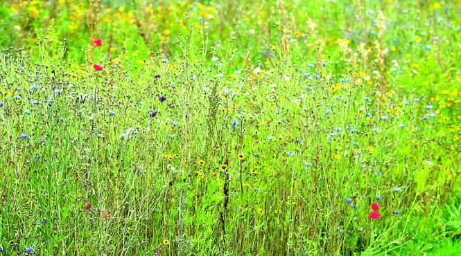 cultivarea buruienilor va deveni o afacere