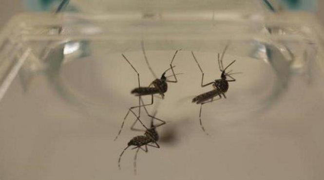 primul caz cu virusul zika in romania