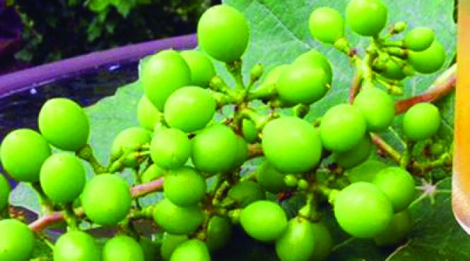 retetele bunicii corcodusele strugurii si rosiile sunt borsul verii