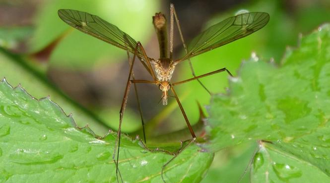 leacul natural care tine tantarii la distanta