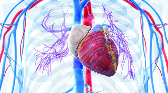 circuitele electrice anormale din cord pot fi reparate cu energii de radiofrecventa