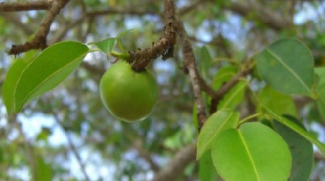 video copacul mortii cel mai periculos arbore din lume care te poate ucide prin simpla atingere