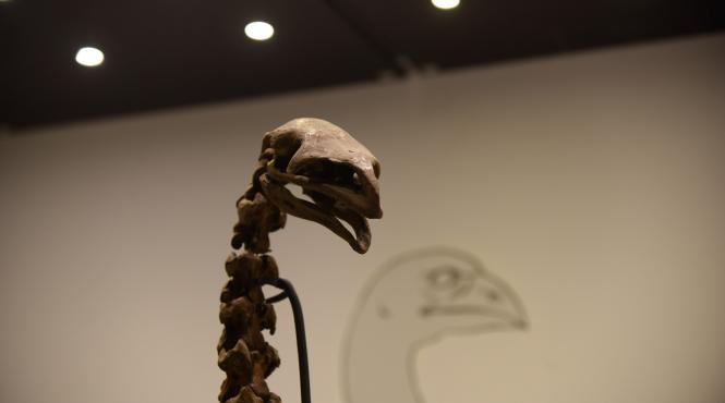 galerie foto cum arata cel mai mare animal zburator din lume