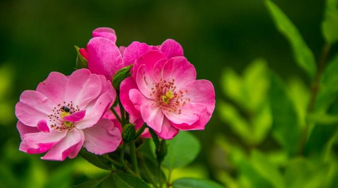 licoarea care te scapa de bolile de piele ceaiul de trandafiri