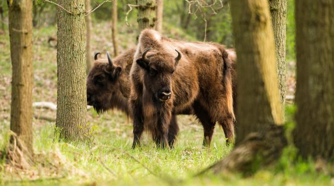 descopera romania zimbraria neagra dambovita