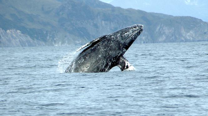 legatura surpinzatoare dintre cetacee si hipopotami