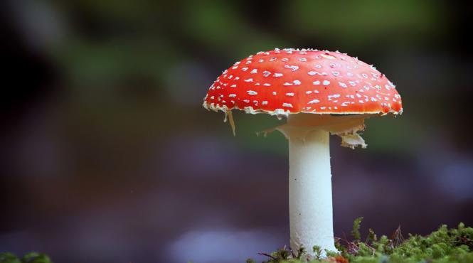 s au intoxicat cu ciuperci culese din padure vezi numarul record de victime inregistrat in cateva ore