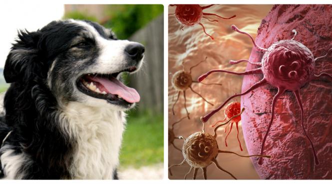 incredibil cainele a salvat viata unui copil ajutand la diagnosticarea cancerului