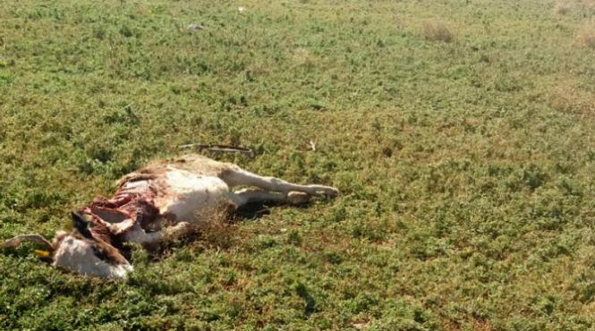 haita de 60 de caini tine sub teroare o localitate constanteana