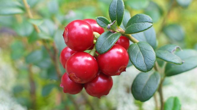 merisorul tratament miraculos pentru numeroase boli