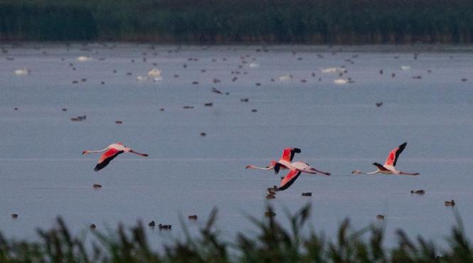 senzatie in romania 4 pasari flamingo au ajuns in delta dunarii