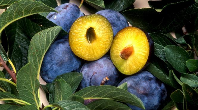 reteta de magiun de prune ca la bunica