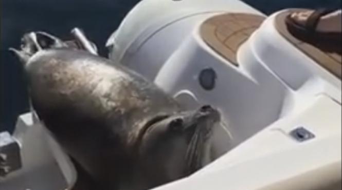 video o foca atacata de balene orca se refugiaza pe o salupa plina cu oameni