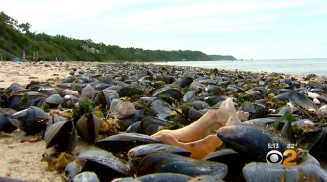 sute de mii de midii in descopunere sufoca plajele din new york