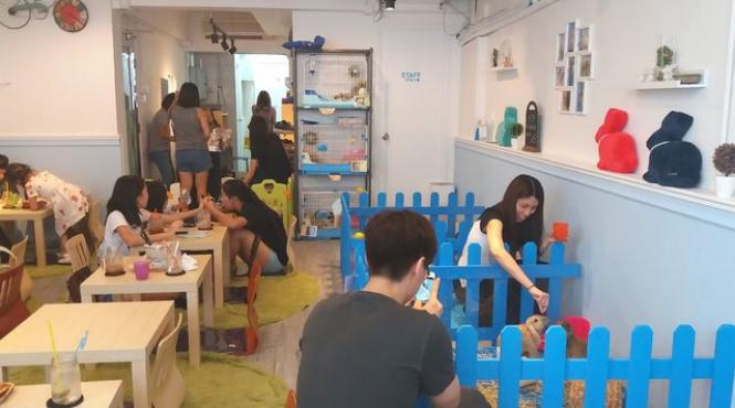 in hong kong s a deschis prima cafenea cu iepurasi