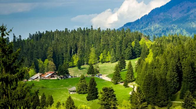 retrocedarea padurilor cu acte inventate justitia doar abuz