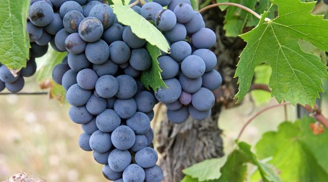 cura cu strugurii negri si roz ne protejeaza de radiatii si ne ajuta sa slabim doar doua din multele beneficii