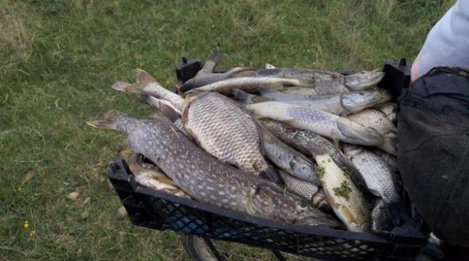 buzau raul calmatui poluat cu dejectii animaliere