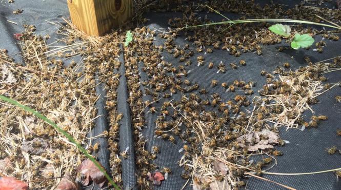 video isteria zika a ucis milioane de albine in carolina de sud sua