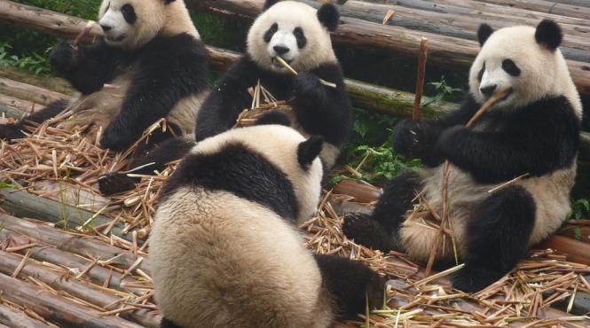 ursii panda gigant nu mai sunt o specie pe cale de disparitie