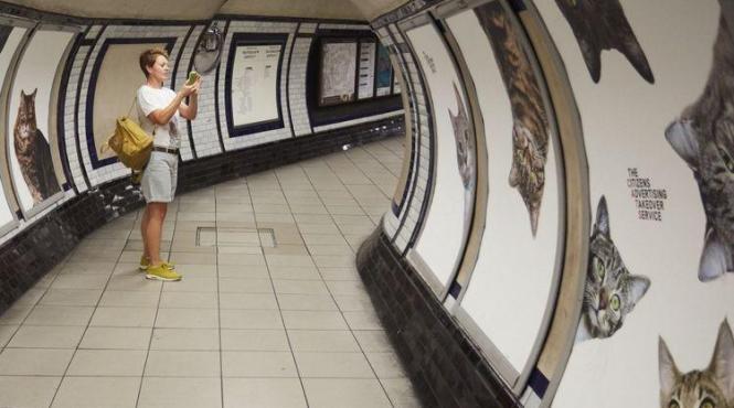 video de ce o statie a metroului londonez a fost invadata de pisici