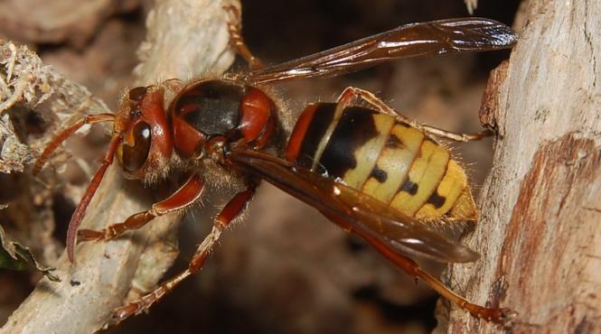 invazie de viespi uriase la targu mures autoritatile locale sunt in alerta