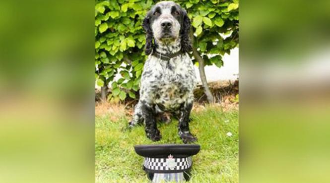 politia din derbyshire marea britanie foloseste un caine pentru adulmecarea violatorilor