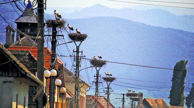 cristian capitala berzelor