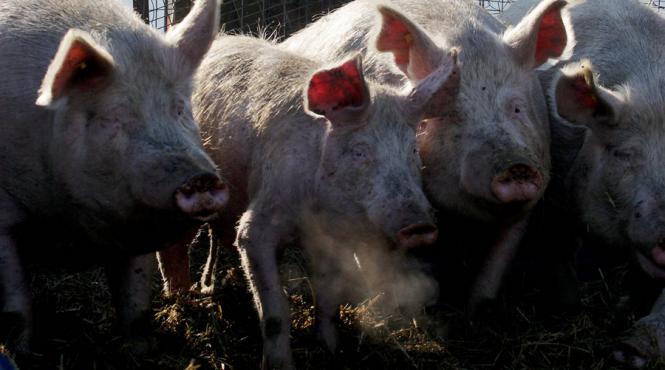 irimescu dupa 70 de ani romania poate sa exporte porci vii un eveniment intr adevar remarcabil