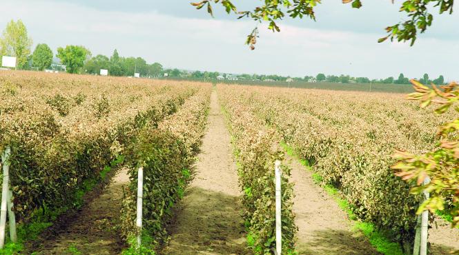 vinul murfatlar rasuflat in afaceri cu iz de evaziune