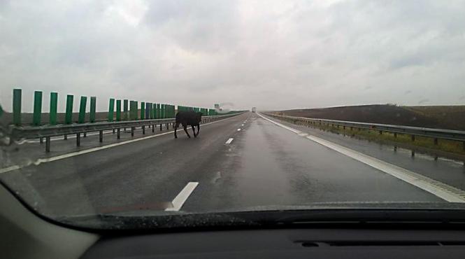 cu ce ne putem intalni pe autostrazile din romania de pilda cu vaca