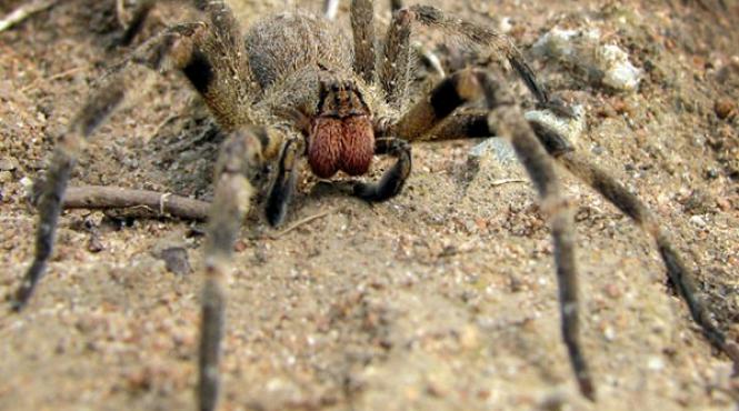 paianjen care provoaca erectie de 4 ore gasit intr un ciorchine de banane