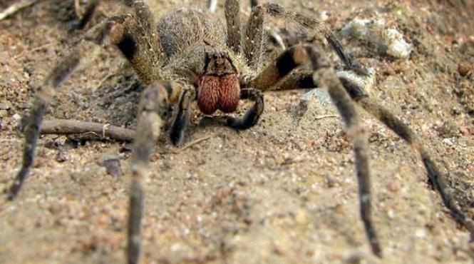 paianjenii masculi contraataca