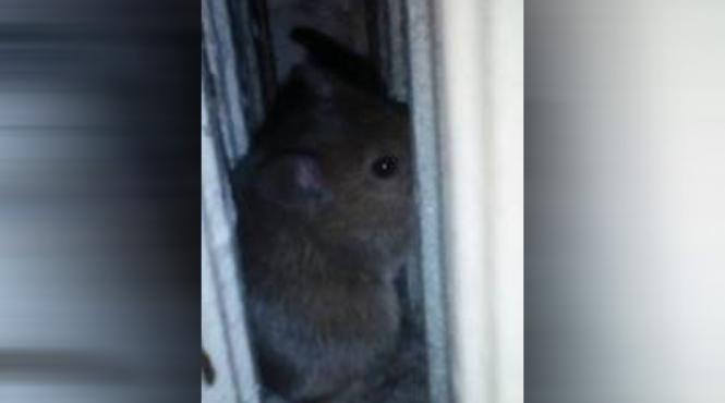 video spitalului de pneumoftiziologie aiud este infestat cu soareci si gandaci