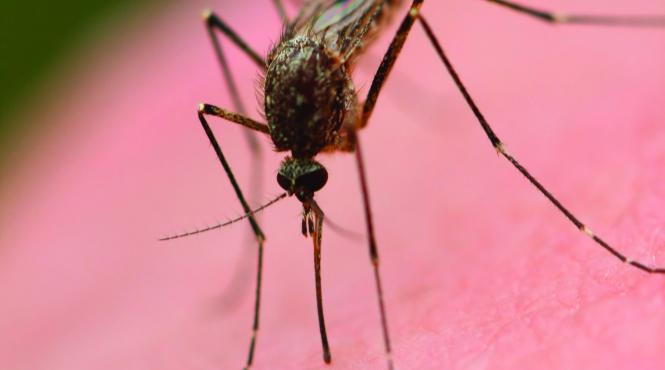 opt romani au murit infectati cu west nile