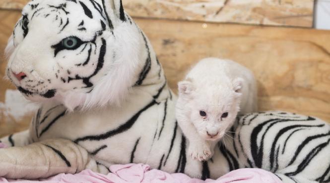 un pui de leu alb s a nascut intr o gradina zoologica din ungaria