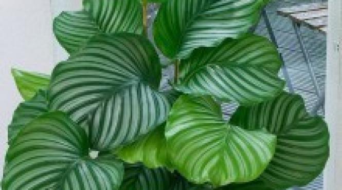 12 plante care supravietuiesc si in cele mai intunecate locuri ale camerei