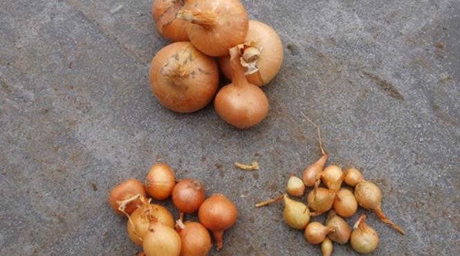 cultivarea cepei din arpagic ce ai de facut toamna