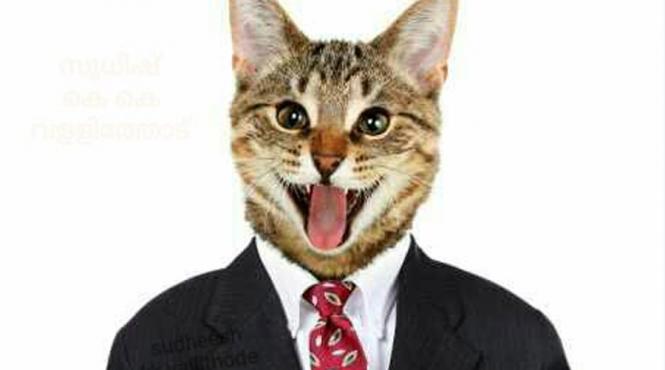 facebook ia masuri din ce in ce mai absurde mii de conturi dezactivate din cauza unei poze cu pisici