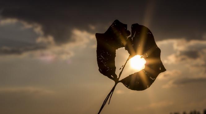 zodia soarelui de ce e bine sa ai o astfel de nativa in preajma