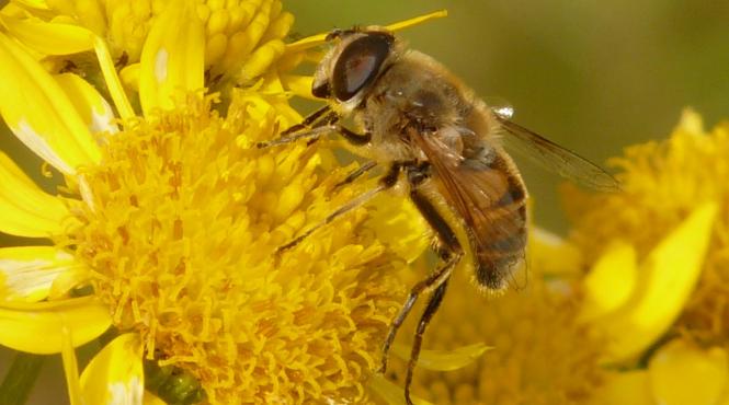 efectele minunate ale arnicai leac pentru tot soiul de dureri