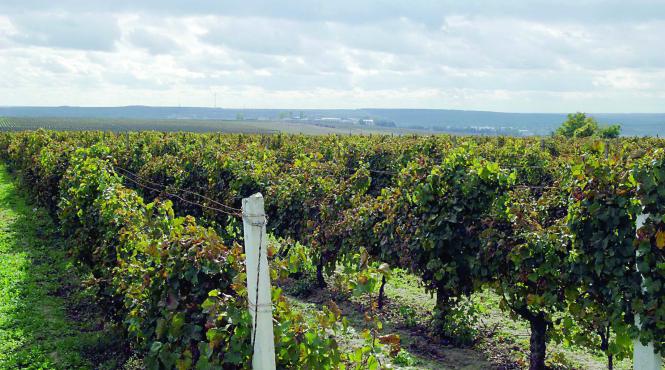 anaf prejudiciu la stat de peste 613 milioane lei in dosarul murfatlar