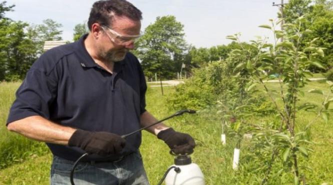 gradina mea activitati de toamna in gradina