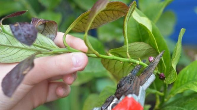 gradina mea despre taierea arborilor si arbustilor