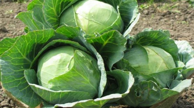 leacuri si credinte varza curechi