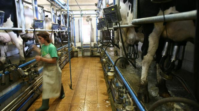 dsvsa mures dispune sacrificarea a 76 de bovine bolnave