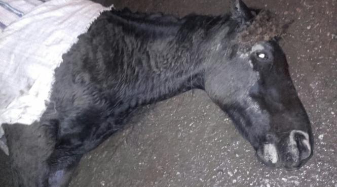 scene crunte in localitatea carpinis un cal a agonizat ore in sir intr o balta de sange